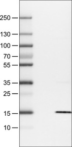 Lane 1: Marker [kDa]_br/_Lane 2: Negative control (vector only transfected HEK293T lysate) _br/_Lane 3: S100A4 Over-expression Lysate (Co-expressed with a C-terminal myc-DDK tag (~3.1 kDa) in mammalian HEK293T cells, LY418991)