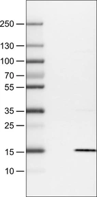 Lane 1: Marker [kDa]_br/_Lane 2: Negative control (vector only transfected HEK293T lysate) _br/_Lane 3: S100A4 Over-expression Lysate (Co-expressed with a C-terminal myc-DDK tag (~3.1 kDa) in mammalian HEK293T cells, LY418991)