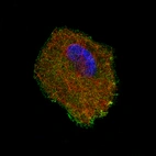 Immunofluorescence staining of A549 cells using the Anti-S100A4 monoclonal antibody, showing specific staining in the plasma membrane and the cytosol in green. Microtubule- and nuclear probes are visualized in red and blue, respectively (where available).