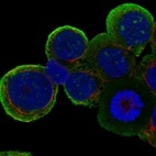 Immunofluorescent staining of human cell line HEL shows localization to nucleoli & plasma membrane.