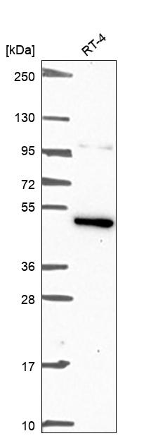 Anti-MAPK10 Antibody