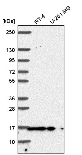Anti-PIN1 Antibody