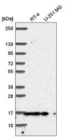 Anti-PIN1 Antibody