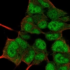 Immunofluorescent staining of human cell line HEK 293 shows localization to nucleoplasm.