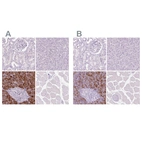 Immunohistochemical staining of human kidney, liver, pancreas and skeletal muscle using Anti-CUZD1 antibody HPA068660 (A) shows similar protein distribution across tissues to independent antibody HPA068479 (B).
