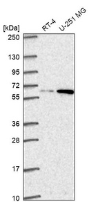 Anti-DOLK Antibody