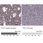 Anti-FTO Antibody