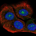 Immunofluorescent staining of human cell line HaCaT shows localization to nucleus, nucleoli & cytosol.