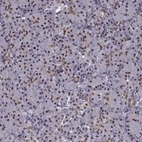 Immunohistochemical staining of human pancreas shows low expression as expected.