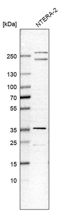 Western blot analysis in human cell line NTERA-2.