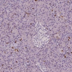 Immunohistochemical staining of human pancreas shows no positivity in either islets of Langerhans or exocrine glandular cells as expected.