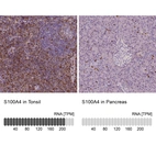 Immunohistochemistry analysis in human tonsil and pancreas tissues using AMAb90598 antibody. Corresponding S100A4 RNA-seq data are presented for the same tissues.