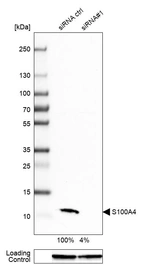 Western blot analysis in A-549 cells transfected with control siRNA, target specific siRNA probe #1, using Anti-S100A4 antibody. Remaining relative intensity is presented. Loading control: Anti-GAPDH.
