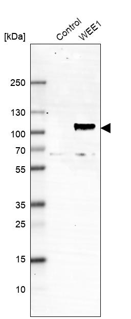 Anti-WEE1 Antibody