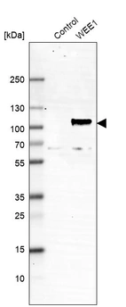 Anti-WEE1 Antibody