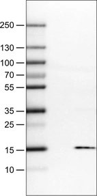 Lane 1: Marker [kDa]_br/_Lane 2: Negative control (vector only transfected HEK293T lysate) _br/_Lane 3: S100A4 Over-expression Lysate (Co-expressed with a C-terminal myc-DDK tag (~3.1 kDa) in mammalian HEK293T cells, LY418991)