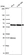 Anti-EIF2B4 Antibody