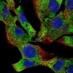 Immunofluorescent staining of human cell line Hep-G2 shows localization to endoplasmic reticulum.