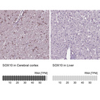 Anti-SOX10 Antibody