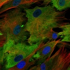 Immunofluorescence staining of BJ cells using the anti-S100A4 monoclonal antibody, showing specific staining in the plasma membrane in green. Microtubule- and nuclear probes are visualized in red and blue, respectively (where available).