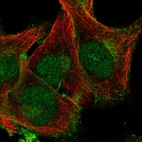 Anti-PLSCR1 Antibody