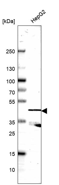 Anti-SERPINA4 Antibody