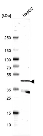 Anti-SERPINA4 Antibody