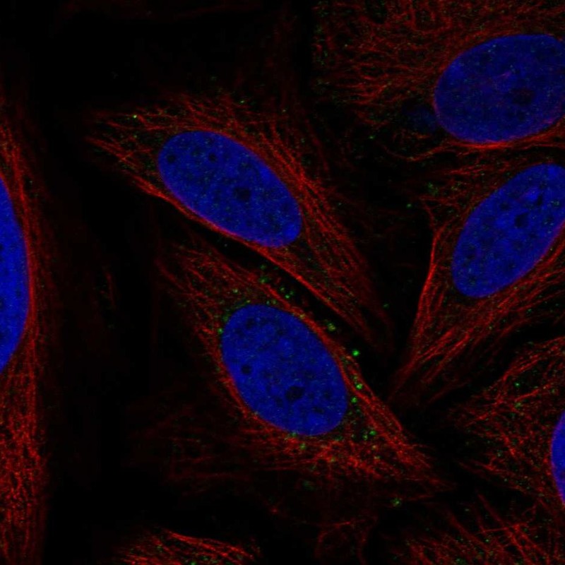 Anti-ATG12 Antibody