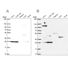 Western blot analysis using Anti-POLR2E antibody HPA068992 (A) shows similar pattern to independent antibody HPA063030 (B).