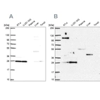 Western blot analysis using Anti-POLR2E antibody HPA068992 (A) shows similar pattern to independent antibody HPA063030 (B).