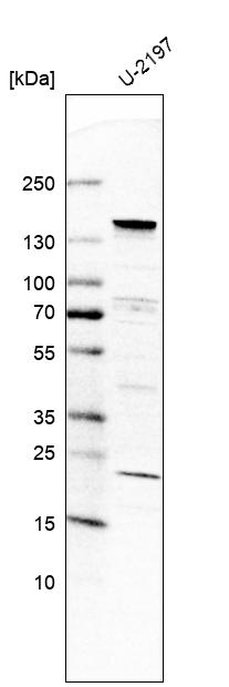 Anti-UBN1 Antibody
