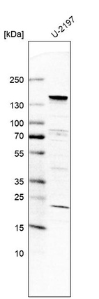 Anti-UBN1 Antibody