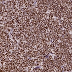 Anti-CBY3 Antibody