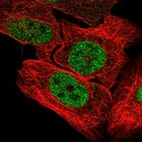 Immunofluorescent staining of human cell line U-2 OS shows localization to nucleoplasm.