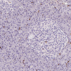 Immunohistochemical staining of human pancreas shows no positivity in either Langerhans islets or exocrine glandular cells as expected.