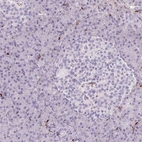 Immunohistochemical staining of human pancreas shows no positivity in either Langerhans islets or exocrine glandular cells as expected.