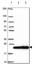 Anti-RPL29 Antibody