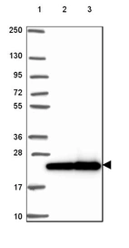 Lane 1: Marker [kDa] 250, 130, 95, 72, 55, 36, 28, 17, 10_br/_Lane 2: Human cell line RT-4_br/_Lane 3: Human cell line U-251 MG