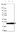 Anti-RPL29 Antibody