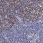 Immunohistochemical staining of human lymph node shows high expression.