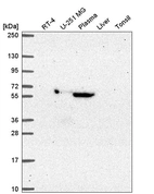 Anti-MTF2 Antibody