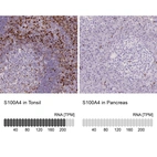 Immunohistochemistry analysis in human tonsil and pancreas tissues using AMAb90599 antibody. Corresponding S100A4 RNA-seq data are presented for the same tissues.