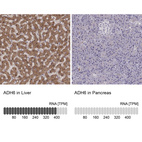 Anti-ADH6 Antibody