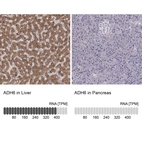 Anti-ADH6 Antibody