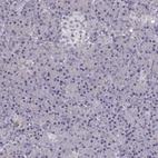 Immunohistochemical staining of human pancreas shows low expression as expected.