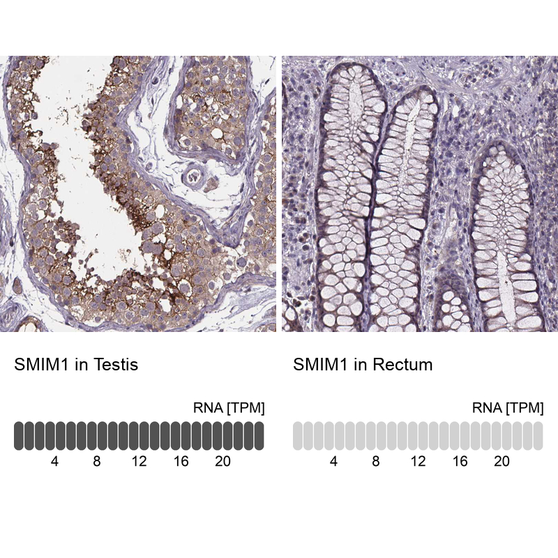 Anti-SMIM1 Antibody