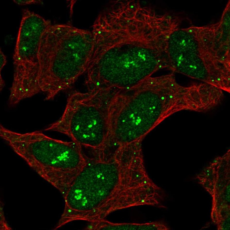 Anti-CNTNAP5 Antibody