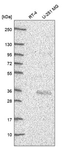 Anti-CITED2 Antibody