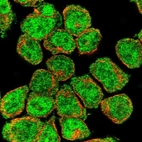Immunofluorescent staining of human cell line HEL shows localization to nucleoplasm & cytosol.