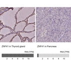 Anti-ZNF41 Antibody